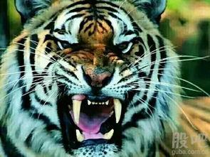 东方四虎国产小视频,国产小视频中的璀璨明珠