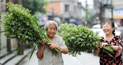 艾草国产成年视频,探寻传统与现代的交融之美