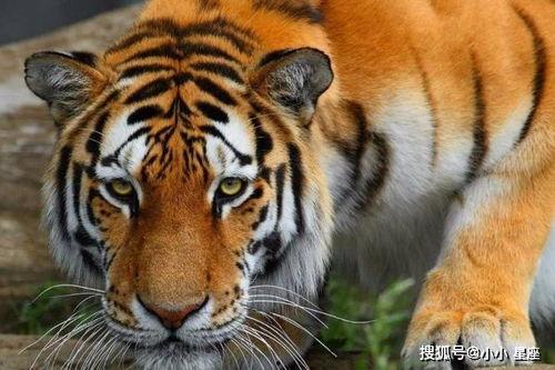 东方四虎国产小视频  第2张